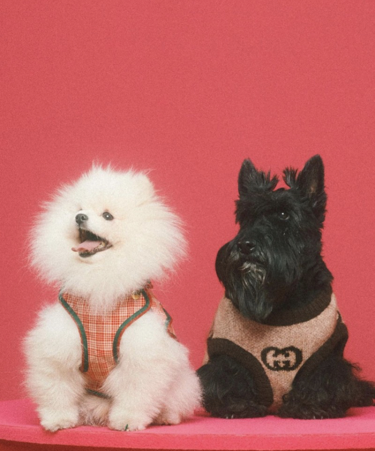 구찌펫-컬렉션-구찌-강아지-고양이-패션