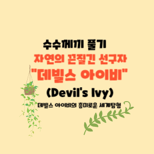 데빌스 아이비(Devil's Ivy)의 신비로운 세계탐험 
-자연의 끈질긴 선구자