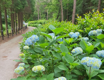수국 풍경