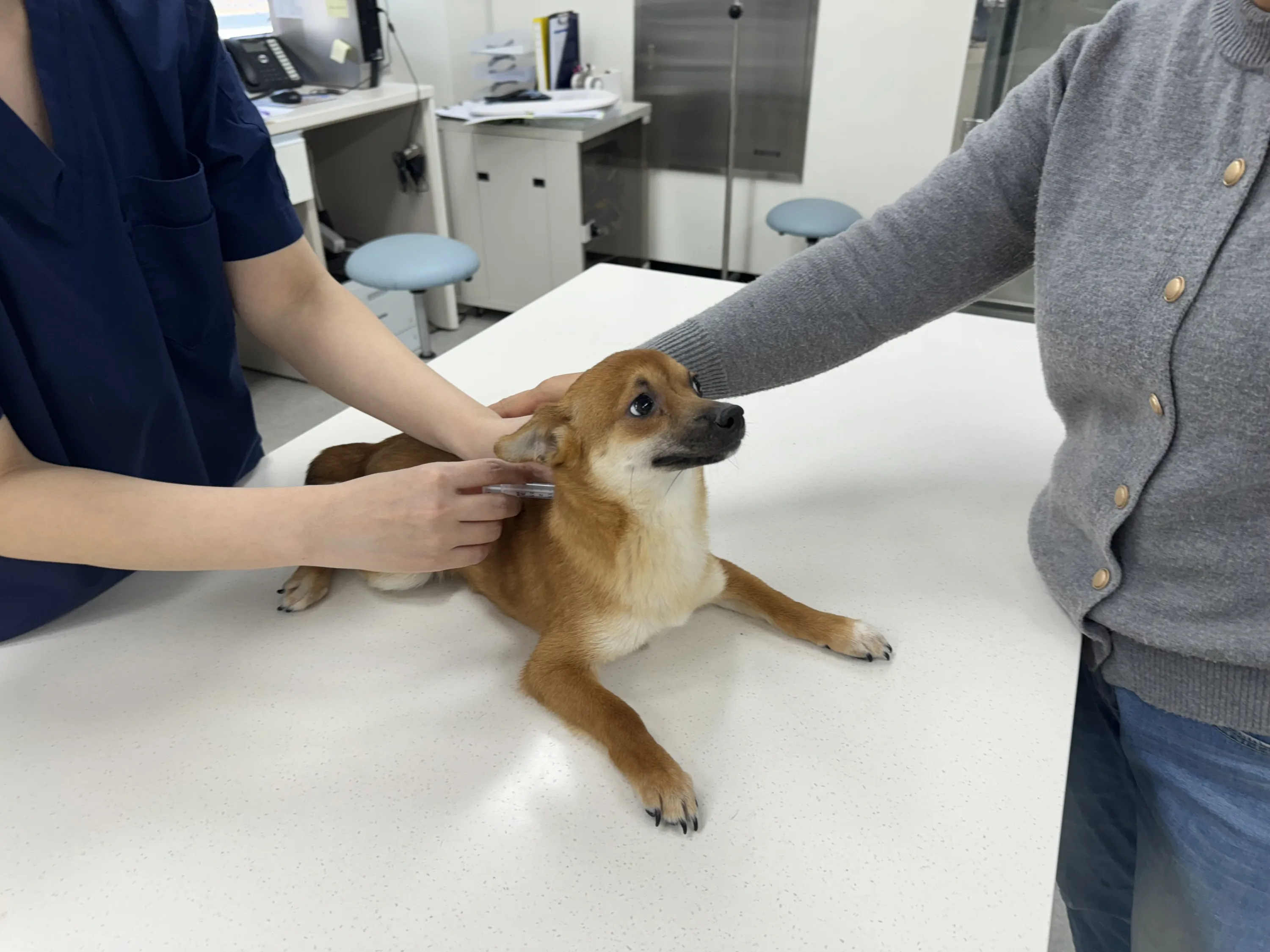 경주 광견병 무료 예방접종