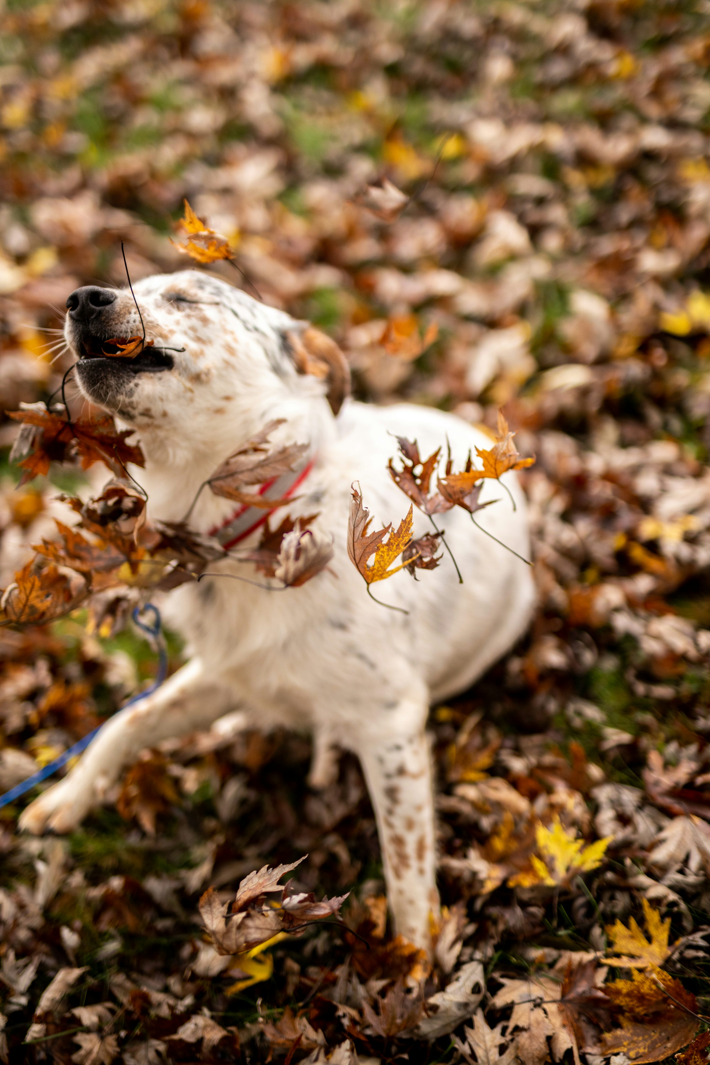 강아지가 계절의 변화를 느끼는 심리 반응, ‘자연의 흐름 속에서 바뀌는 마음의 리듬’