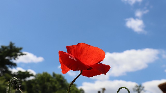 꽃양귀비와 수레국화