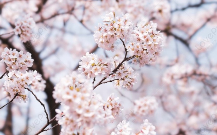 벚꽃사진-출처-네이버