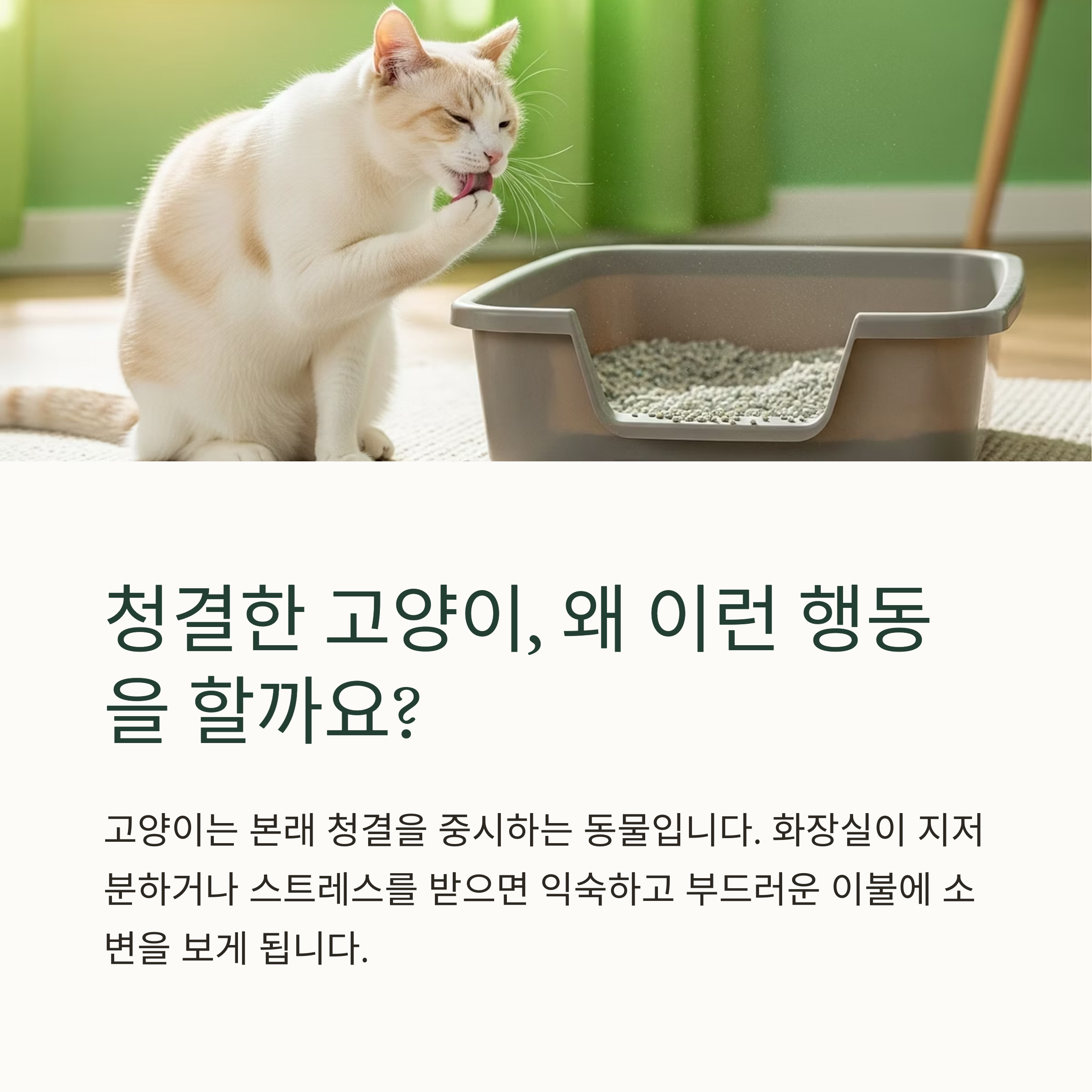 청결한 고양이, 왜 이런 행동을 할까요?