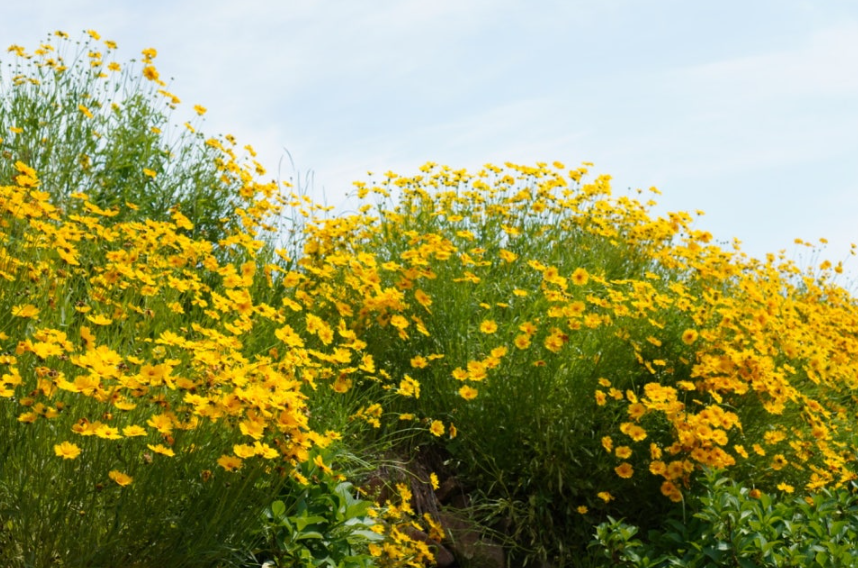 거제 지세포진성꽃동산 금계국 명소! 황금물결의 절정