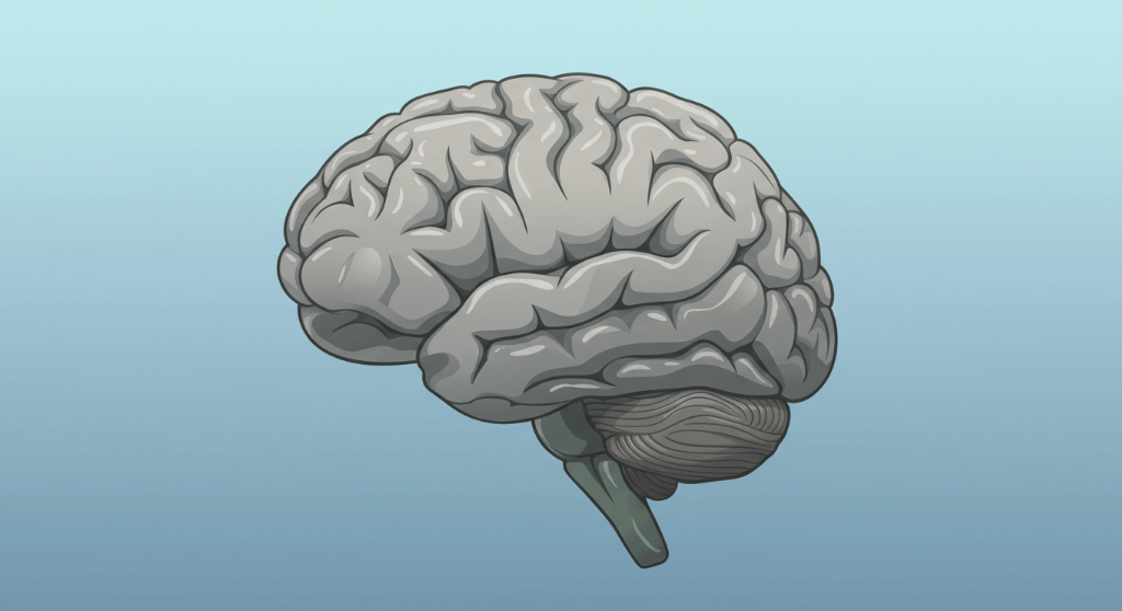 뇌과학 신경 가소성