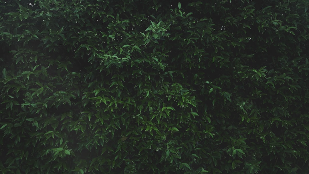 Ginseng