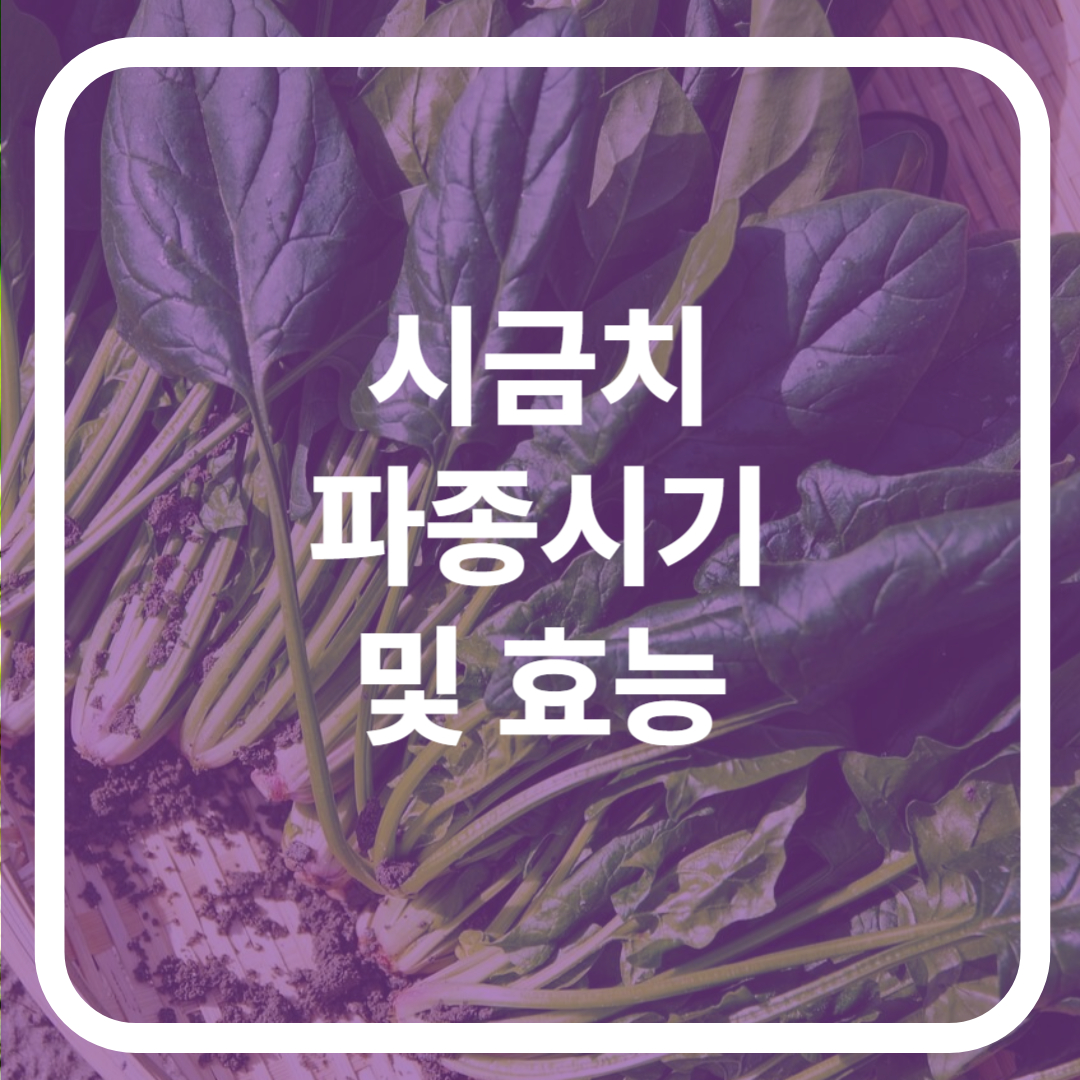 시금치 파종시기 및 효능