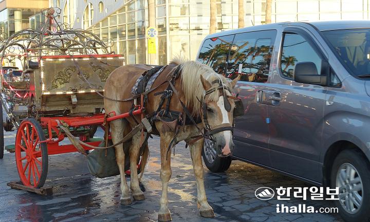 폭염 속 제주 꽃마차 말