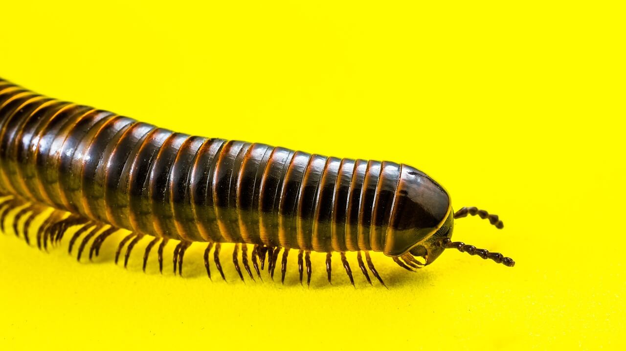 지네 퇴치법