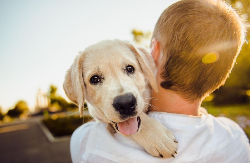 사람과 동물의 장내 미생물 비교 – 종을 넘어 장 건강을 지키는 과학적 이유