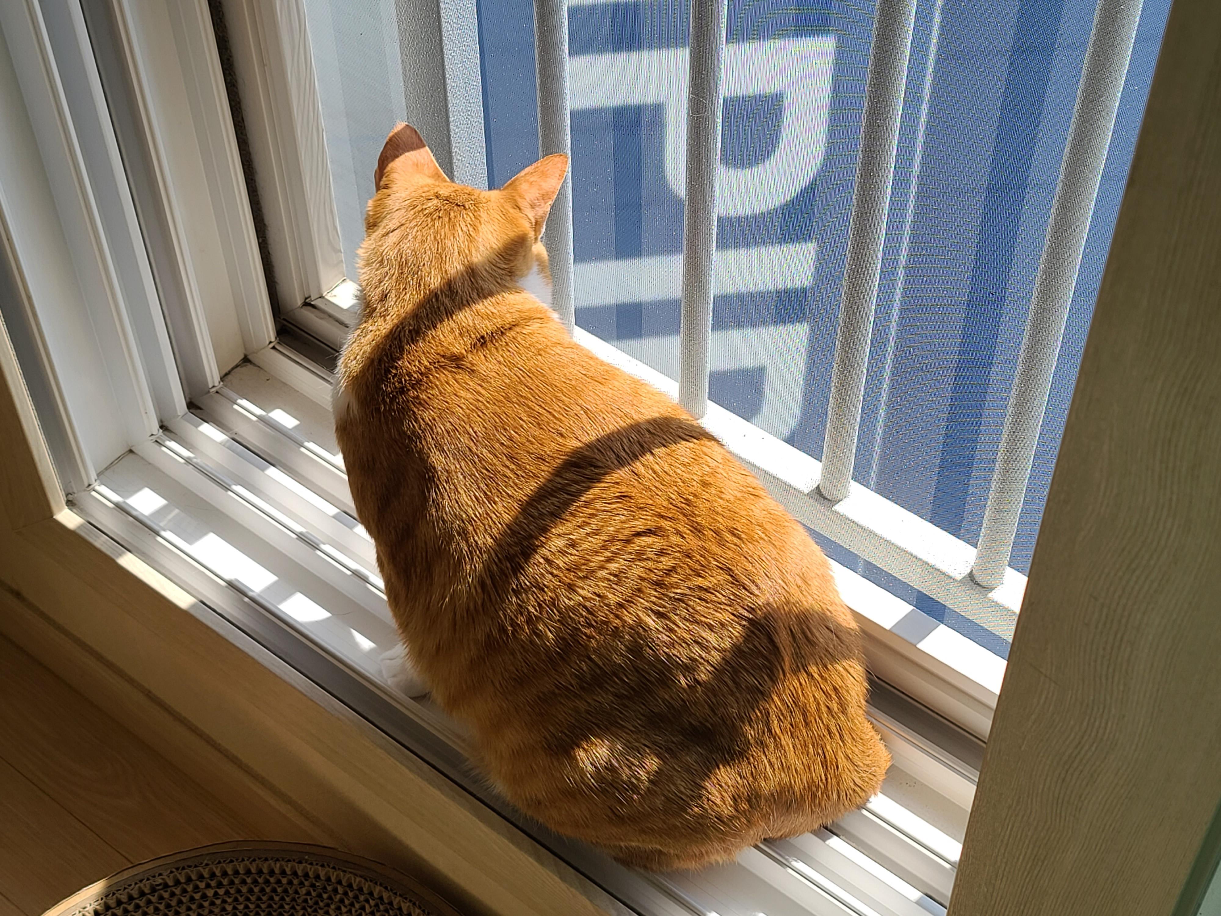 고양이들이 창밖을 보는 이유와 방묘창, 방묘문의 중요성