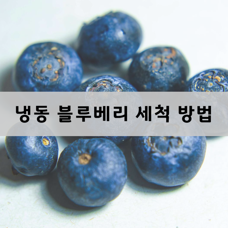 냉동-블루베리-세척-방법