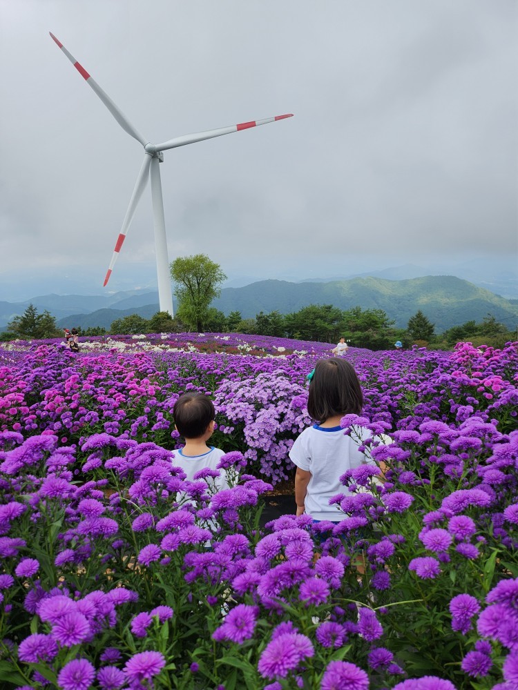 아스타 국화 속의 남매