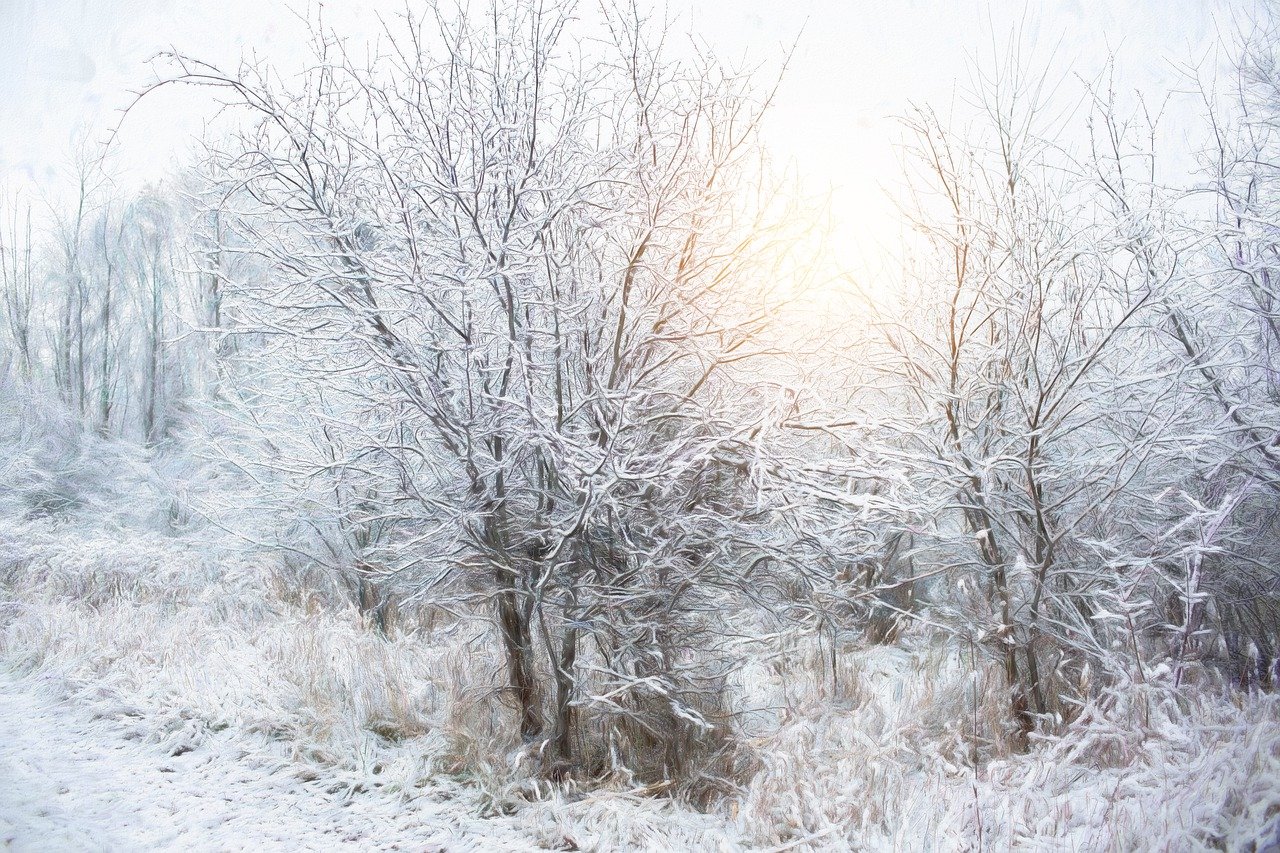 눈내린 자연 장면