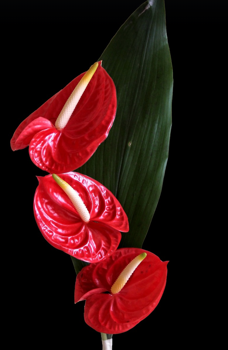 컬러풀 안스리움의 매력_독특한 꽃말과 쾌적한 실내 환경 만들기