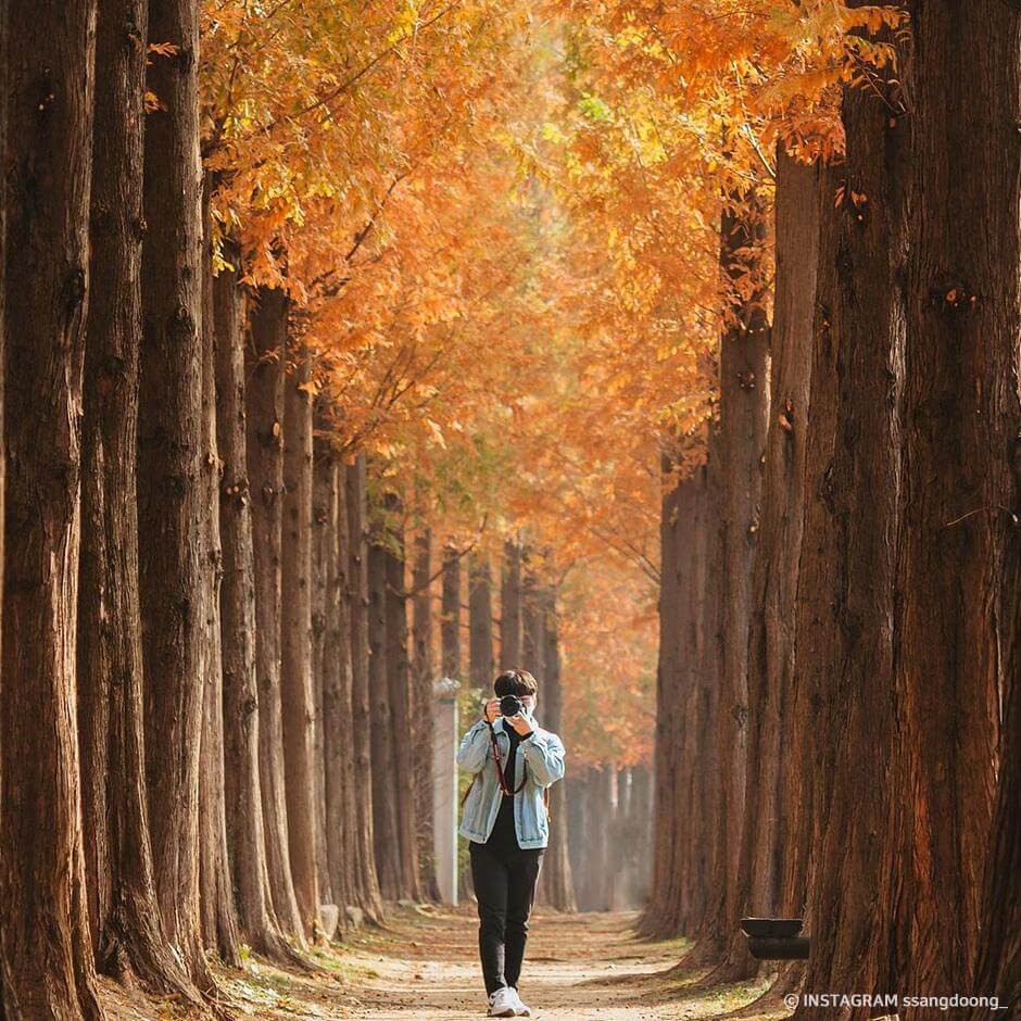 전국 단풍명소, 절정시기