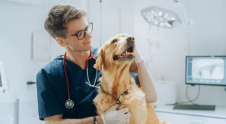 강아지사진/출처:어도비스톡