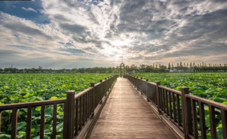 무안 연꽃축제 일정 장소 공연 행사 주차