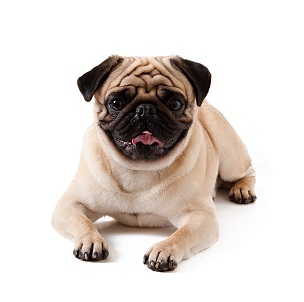 퍼그(Pug)