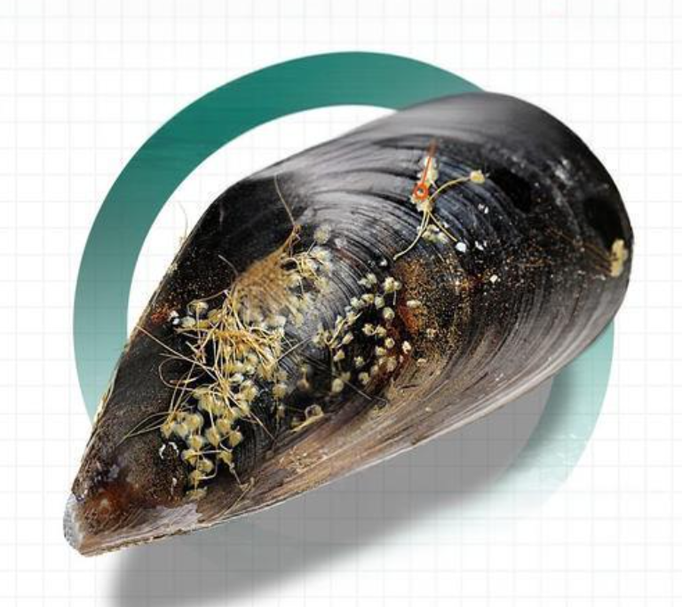 단한개의홍합사진