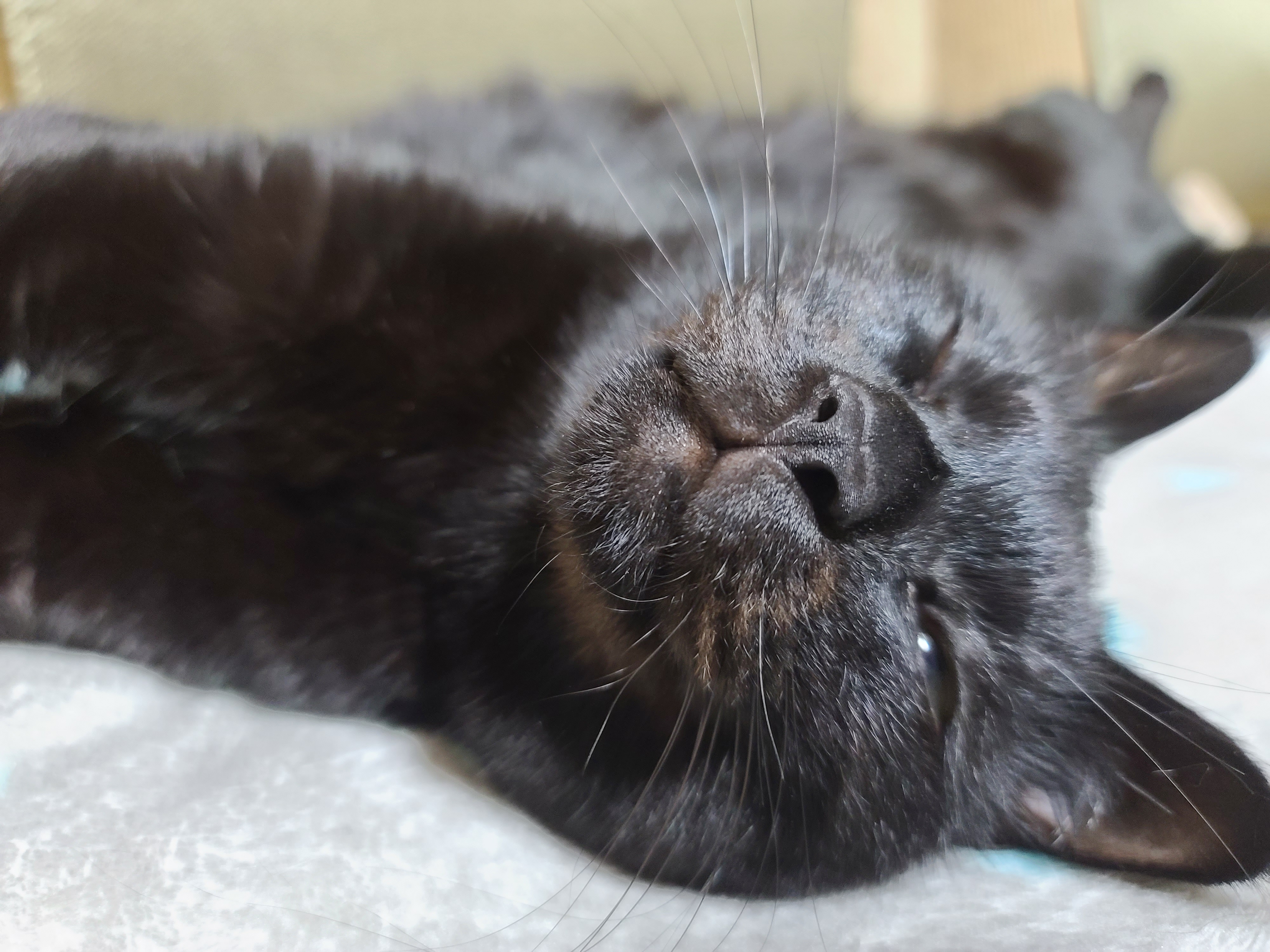 졸리지만 안자려고 노력하는 멋쟁이 고양이 건 ㅋ