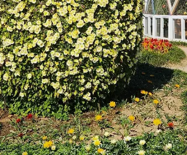 제19회 거제섬꽃축제 2025 – 국화향기 속으로 떠나는 섬의 가을