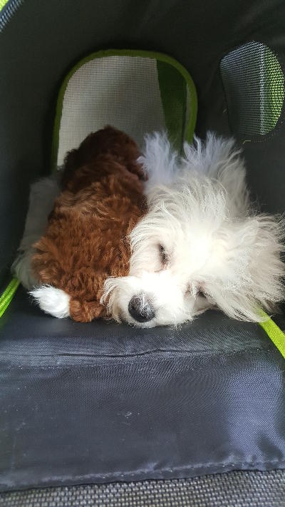 강아지 예방접종과 정기적인 건강관리에서 알아둘 점