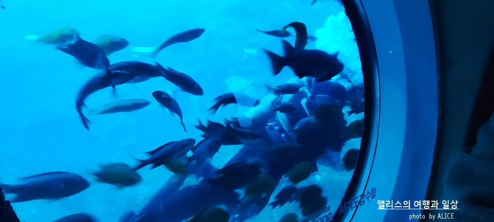 제주 노블피아호텔 주변 서귀포 가볼만한곳 BEST 10 