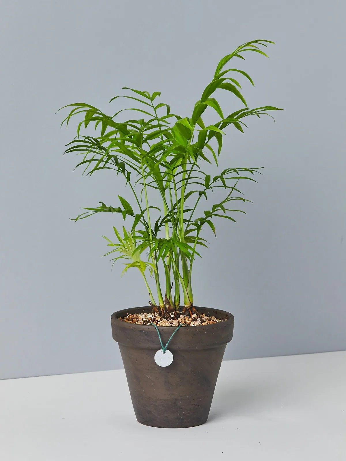 테이블야자 키우기 물주기 실내위치 통풍관리 사무실과 집 모두 적용_6