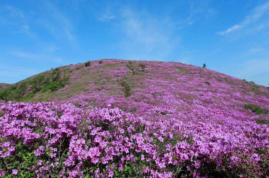 일림산-철쭉