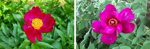 작약꽃-작약--목단-모란-구별법-차이점