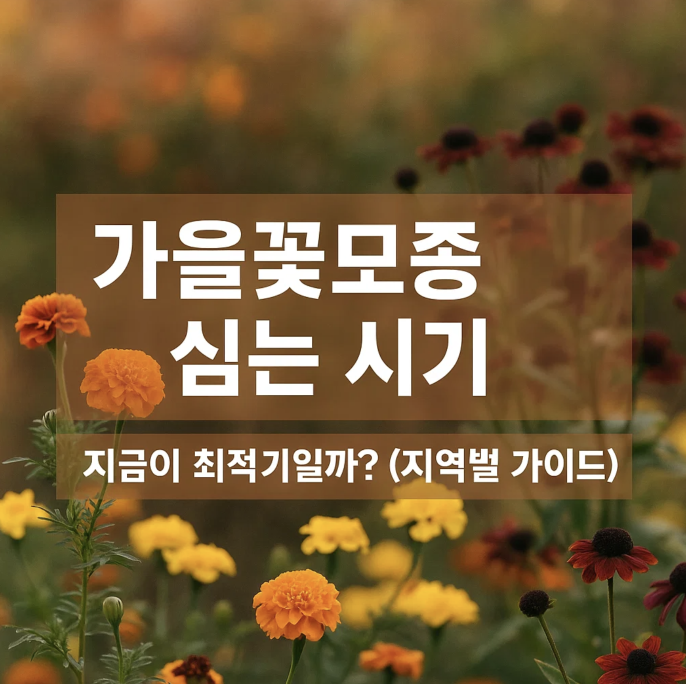 가을꽃모종 심는 시기, 지금이 최적기일까? (지역별 가이드)