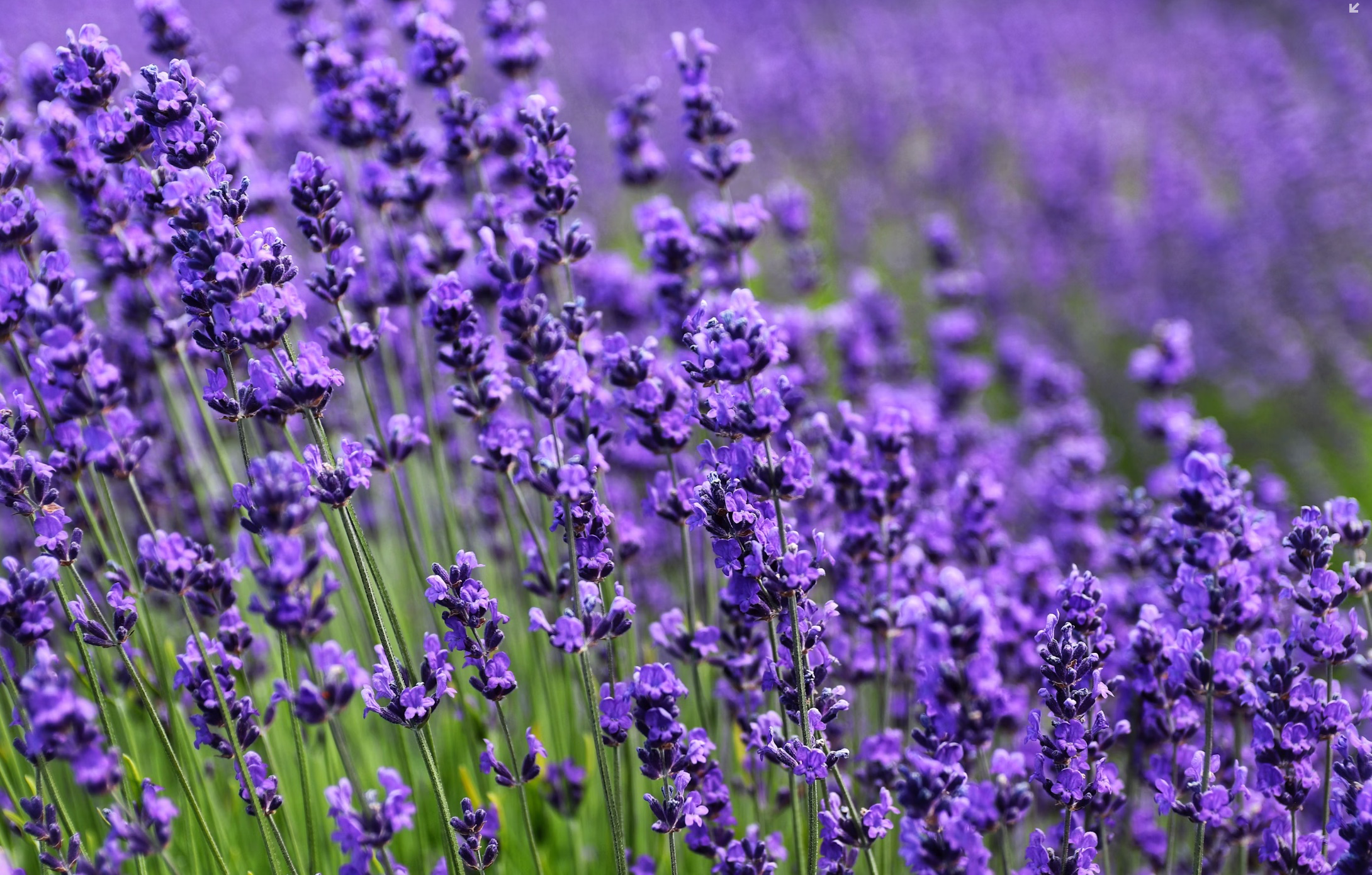 모기 퇴치식물 추천