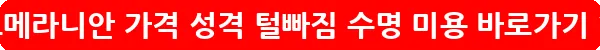 포메라니안 가격 성격 털빠짐 수명 미용_13