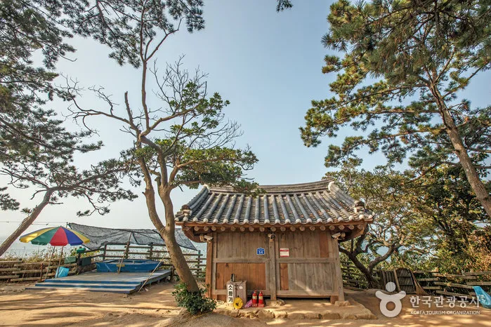 부안 수성당 유채꽃 히든스팟 개화시기_8