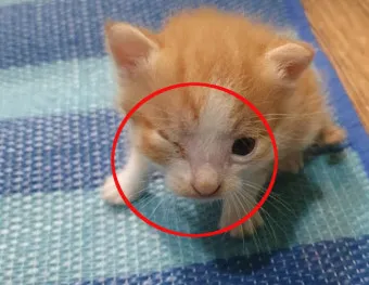 새끼고양이 질병 사료 접종_9