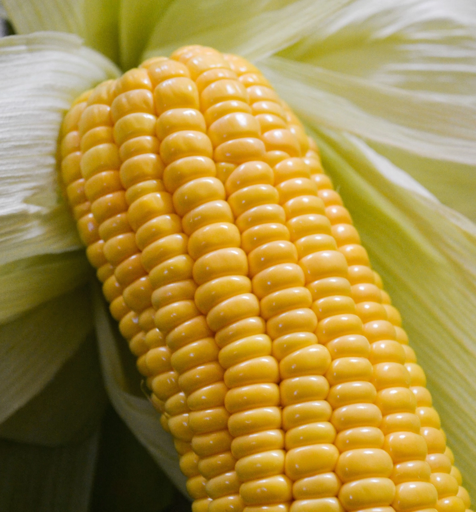 옥수수차 물대신