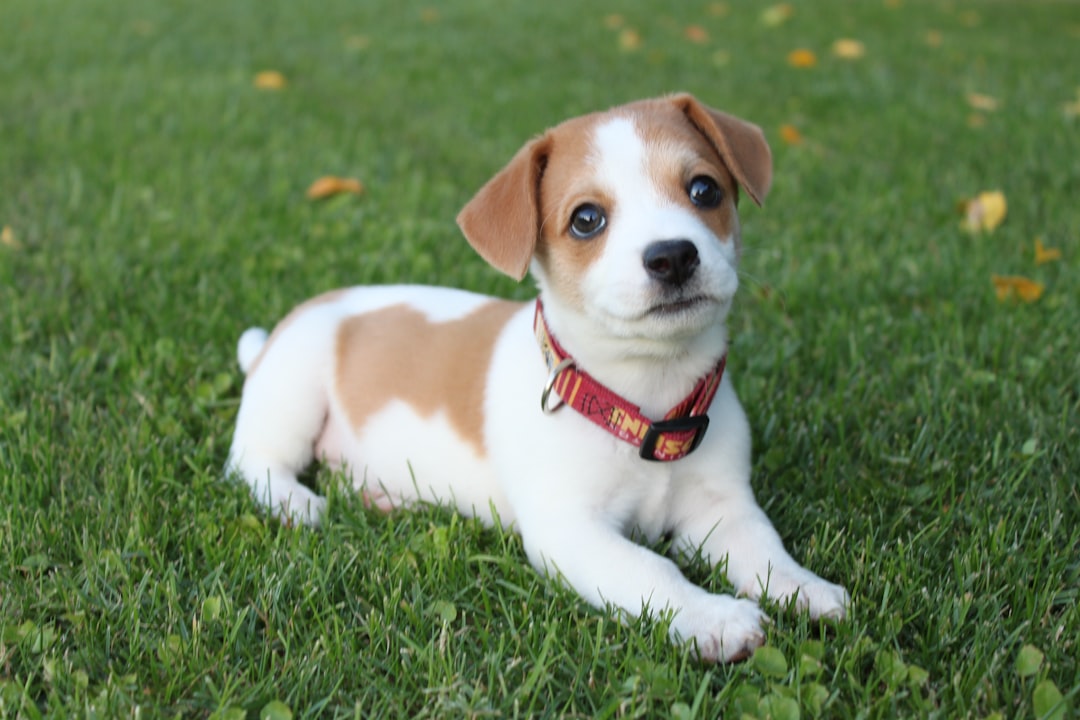 Puppy