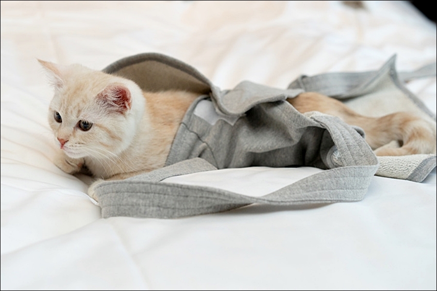 펫캉스 호텔 추천 5 : 반려동물과 함께 하는 휴가