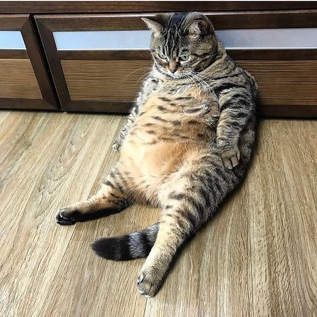 고양이 비만 예방 체크리스트