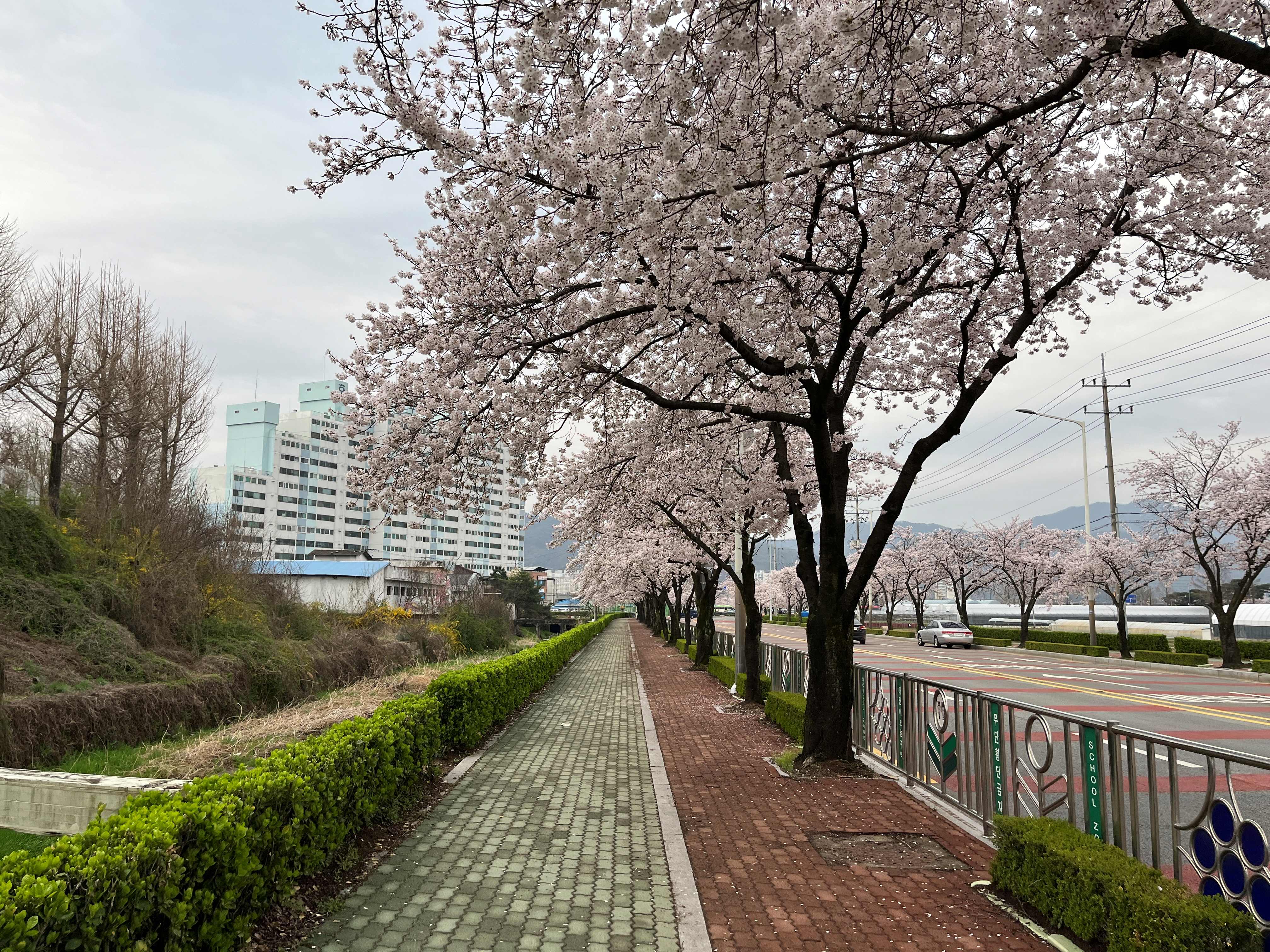 김천 연화지 벚꽃