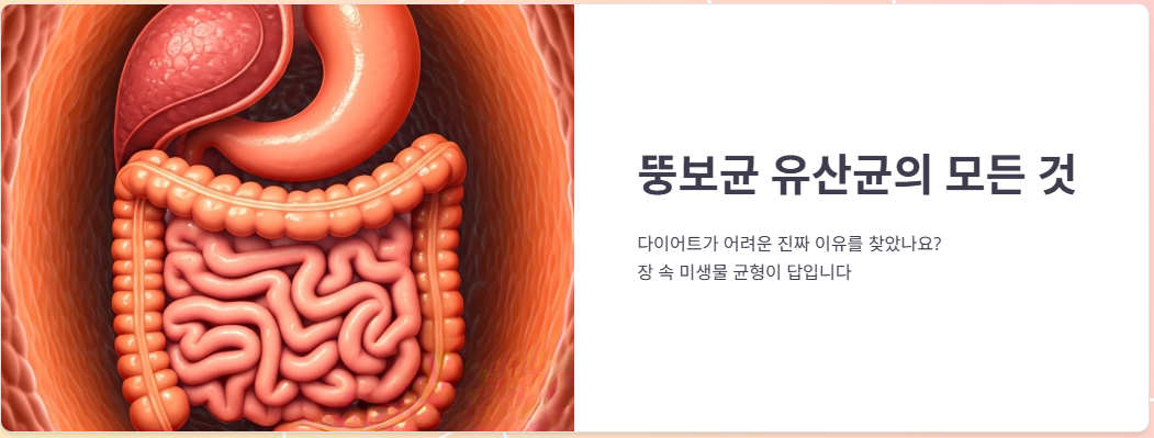 뚱보균 유산균이란? 효능, 부작용, 복용후기!