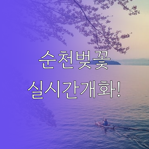 순천 벚꽃 개화 예상일과 명소별 방문..