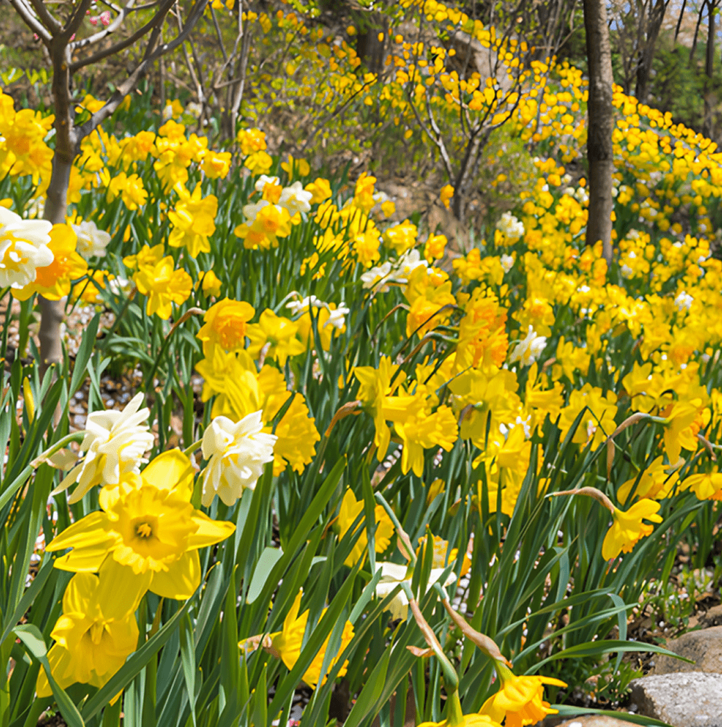 화담숲 모노레일 예약방법 총정리