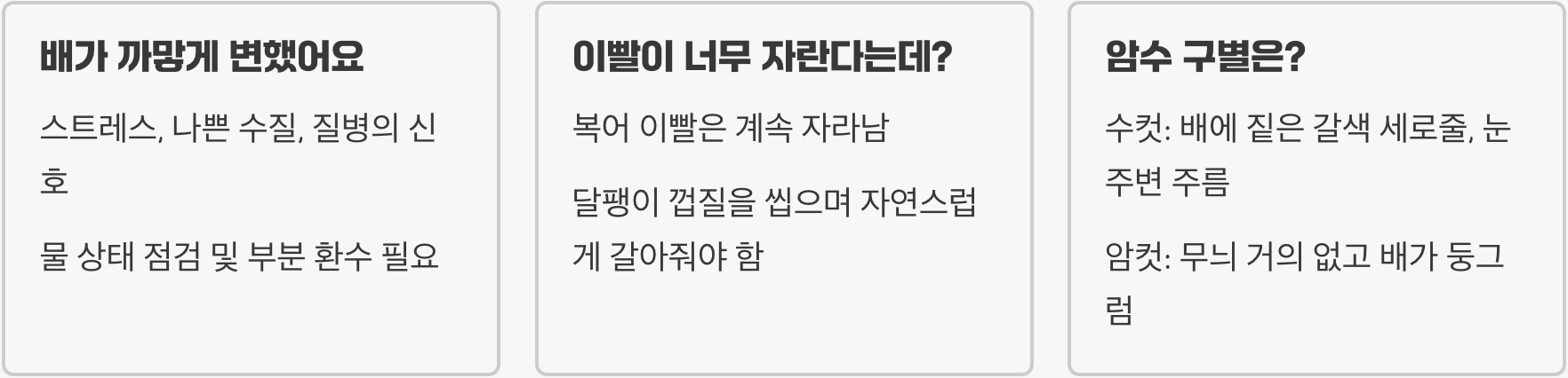 인디언복어 키우기 A to Z (어항, 먹이, 수질 관리)