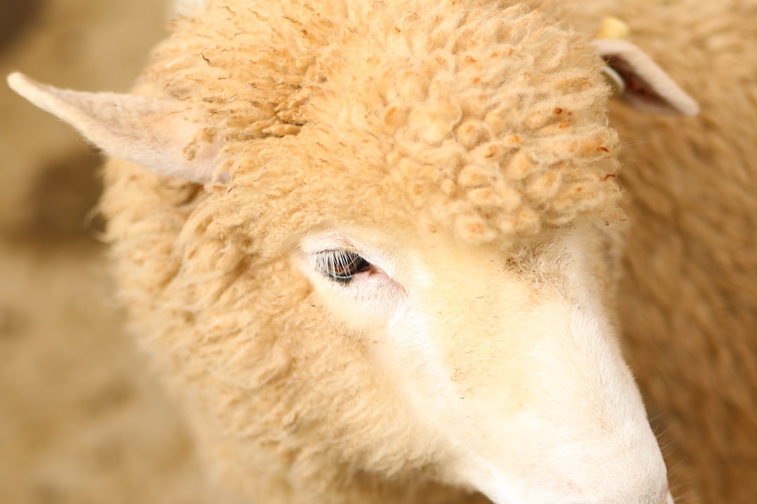 Aries