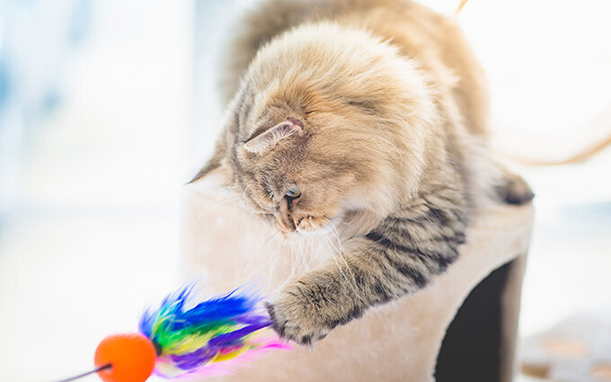 고양이 낚싯대 추천