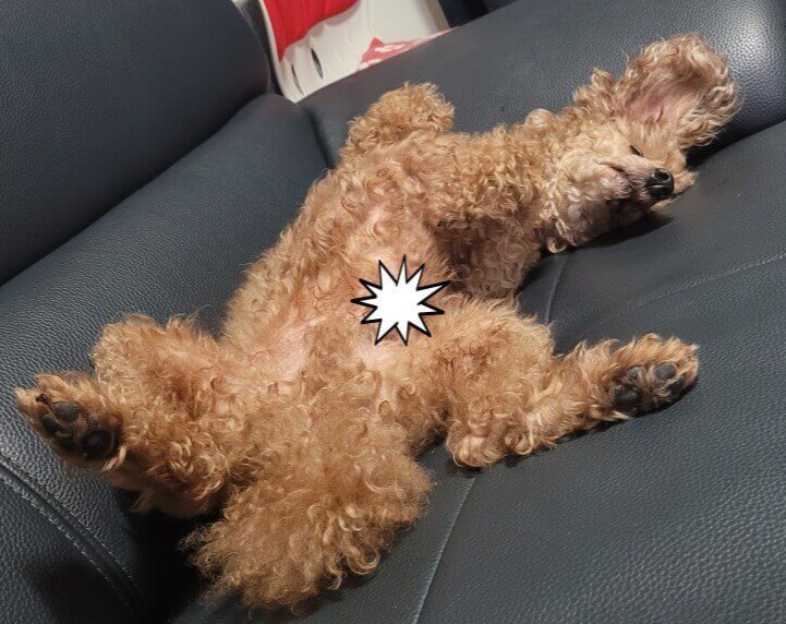 강아지-발치-후기