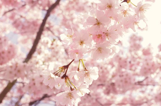 2024 여의도 벚꽃축제 교통통제 구간 주차장정보